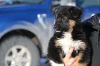 Cooper, a male Miniature Australian Shepherd for sale in Kalona, IA – Photo 6 of 7