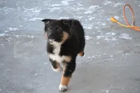 Cooper, a male Miniature Australian Shepherd for sale in Kalona, IA – Photo 5 of 7