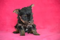 Winnie, a female Yorkshire Terrier for sale in Kalona, IA – Photo 3 of 8