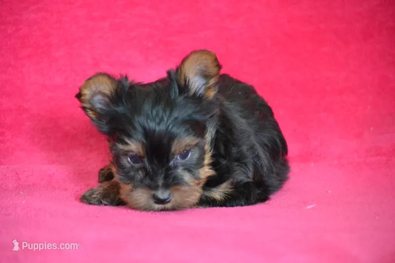 Winnie, a female Yorkshire Terrier for sale in Kalona, IA – Photo 1 of 8