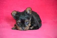 Winnie, a female Yorkshire Terrier for sale in Kalona, IA – Photo 1 of 8