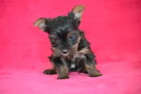 Winnie, a female Yorkshire Terrier for sale in Kalona, IA – Photo 4 of 8