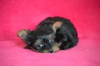 Winnie, a female Yorkshire Terrier for sale in Kalona, IA – Photo 2 of 8