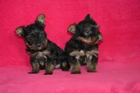 Winnie, a female Yorkshire Terrier for sale in Kalona, IA – Photo 6 of 8