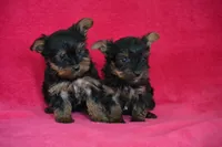 Winnie, a female Yorkshire Terrier for sale in Kalona, IA – Photo 8 of 8