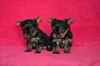 Winnie, a female Yorkshire Terrier for sale in Kalona, IA – Photo 7 of 8