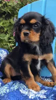 Tucker, a male Cavalier King Charles Spaniel for sale in Kalona, IA – 5 of 7