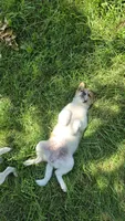Stella, a female American Eskimo and Jack Russell Terrier for sale in Kalona, IA – 2 of 6