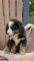 Russell, a male Bernese Mountain Dog for sale in Kalona, IA – 2 of 8