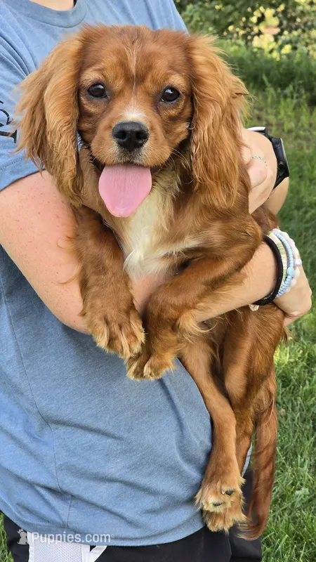 Lady – Cavalier King Charles Spaniel puppy on hold in Kalona, IA