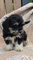 Bailey, a female Miniature Schnauzer and Shih Tzu for sale in Kalona, IA – 4 of 6
