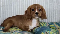 Daffodil, a female Cavalier King Charles Spaniel for sale in Kalona, IA – 5 of 5