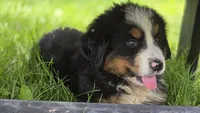 Rex, a male Bernese Mountain Dog for sale in Kalona, IA – 3 of 10