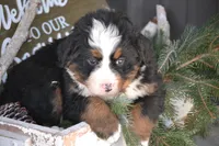 processed/570b114f-4f9a-445d-8d9e-89f5d2b148a7/listing/7d706b7e-761e-4118-b2fe-62e448943a93/0fb124e0-e3bf-4729-a6fd-f800877105e8