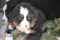 processed/570b114f-4f9a-445d-8d9e-89f5d2b148a7/listing/7d706b7e-761e-4118-b2fe-62e448943a93/36f5d9c9-b908-4462-8c57-e93bf2db5ba4