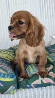 Vivian, a female Cavalier King Charles Spaniel for sale in Kalona, IA – 3 of 6