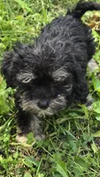 Cooper, a male Miniature Schnauzer and Shih Tzu for sale in Kalona, IA – 2 of 8