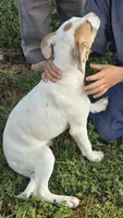 Pansy, a female Jack Russell Terrier and Rat Terrier for sale in Kalona, IA – 3 of 7