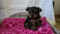 AKC Penelope, a female Yorkshire Terrier for sale in Kalona, IA – 6 of 7
