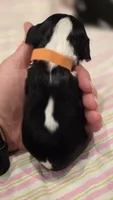 AKC Button, a female Cavalier King Charles Spaniel for sale in Kalona, IA – 2 of 3