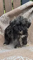 Teacup, a female Miniature Schnauzer and Shih Tzu for sale in Kalona, IA – 2 of 6