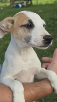 Pansy, a female Jack Russell Terrier and Rat Terrier for sale in Kalona, IA – 4 of 7