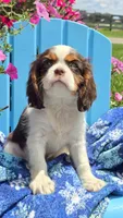 Hershey, a male Cavalier King Charles Spaniel for sale in Kalona, IA – 5 of 9