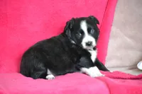 Lindsay, a female Border Collie and Miniature Australian Shepherd for sale in Kalona, IA – Photo 3 of 6