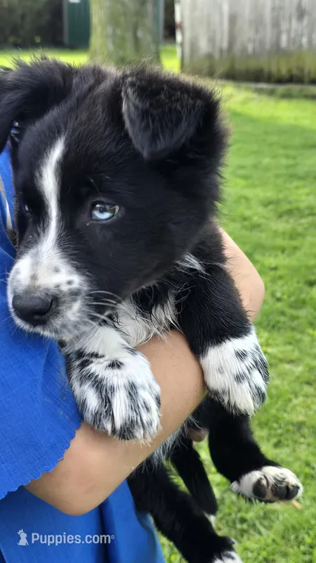 Lindsay – Border Collie, Miniature Australian Shepherd puppy for sale in Kalona, IA