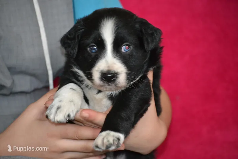 Lindsay – Border Collie, Miniature Australian Shepherd puppy for sale in Kalona, IA