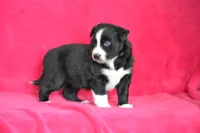 Lindsay, a female Border Collie and Miniature Australian Shepherd for sale in Kalona, IA – Photo 2 of 6