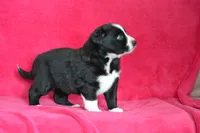 Lindsay, a female Border Collie and Miniature Australian Shepherd for sale in Kalona, IA – Photo 5 of 6