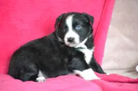 Lindsay, a female Border Collie and Miniature Australian Shepherd for sale in Kalona, IA – Photo 4 of 6