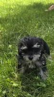 Jersey, a male Miniature Schnauzer and Shih Tzu for sale in Kalona, IA – 3 of 6