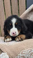 Remi, a female Bernese Mountain Dog for sale in Kalona, IA – 5 of 7