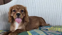 Lady, a female Cavalier King Charles Spaniel for sale in Kalona, IA – 4 of 6