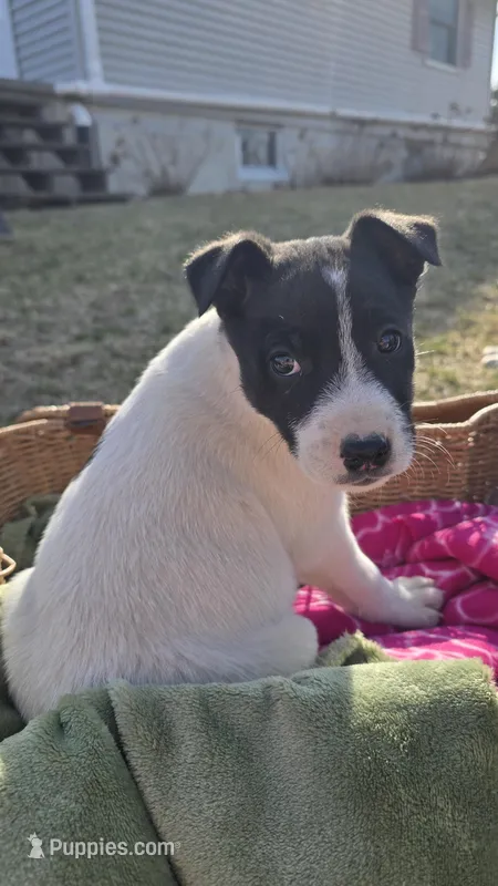 Mike – Jack Russell Terrier, Border Collie puppy for sale in Kalona, IA