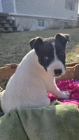 Mike, a  Jack Russell Terrier and Border Collie for sale in Kalona, IA – Photo 1 of 7