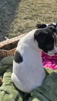 Mike, a  Jack Russell Terrier and Border Collie for sale in Kalona, IA – Photo 7 of 7