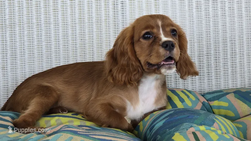 Daffodil – Cavalier King Charles Spaniel puppy for sale in Kalona, IA