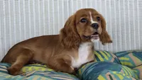 Daffodil, a female Cavalier King Charles Spaniel for sale in Kalona, IA – 1 of 5