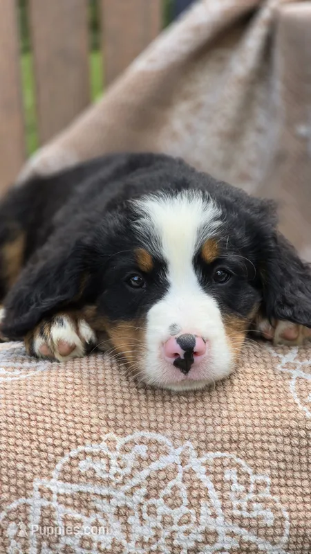 Russell – Bernese Mountain Dog puppy for sale in Kalona, IA
