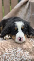 Russell, a male Bernese Mountain Dog for sale in Kalona, IA – 1 of 8