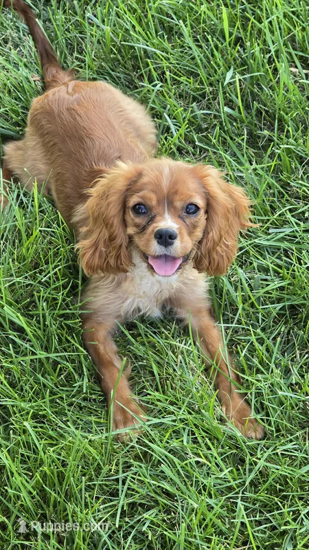 Vivian – Cavalier King Charles Spaniel puppy on hold in Kalona, IA