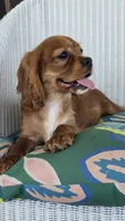 Lady, a female Cavalier King Charles Spaniel for sale in Kalona, IA – 2 of 6