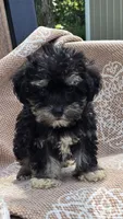 Cooper, a male Miniature Schnauzer and Shih Tzu for sale in Kalona, IA – 5 of 8