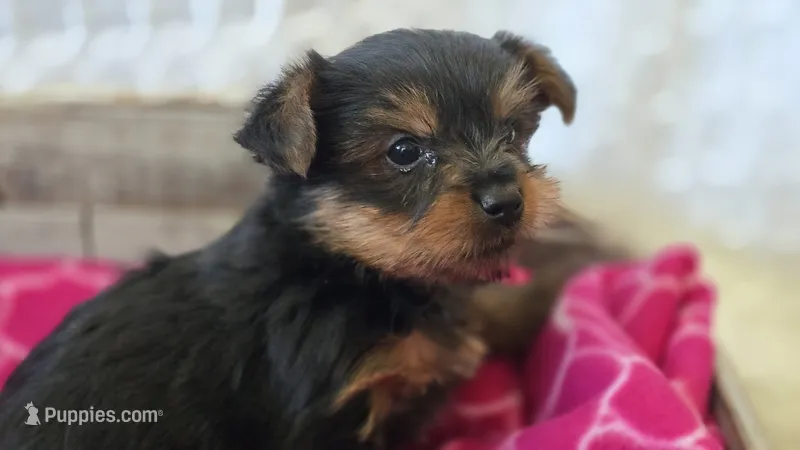 AKC Penelope, a female Yorkshire Terrier for sale in Kalona, IA – 1 of 7