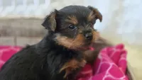 AKC Penelope, a female Yorkshire Terrier for sale in Kalona, IA – 1 of 7