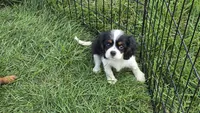 Miles, a male Cavalier King Charles Spaniel for sale in Kalona, IA – 5 of 5
