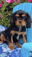 Tucker, a male Cavalier King Charles Spaniel for sale in Kalona, IA – 6 of 7